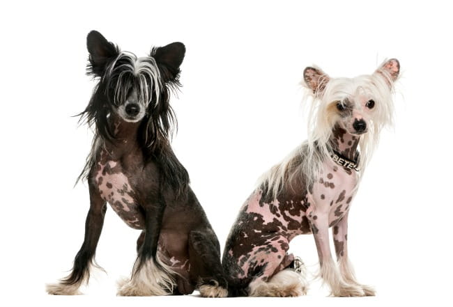 Two Chinese Crested dogs, one black and one white