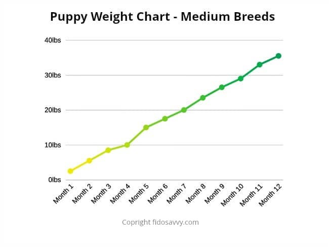 Dog Growth Chart