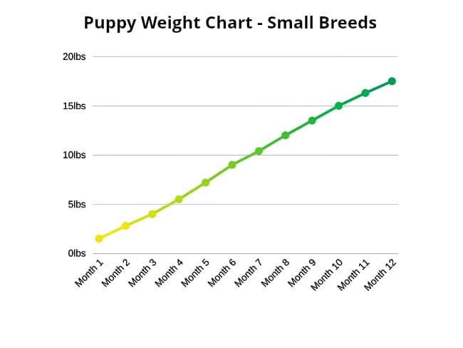 Boxador Growth Chart