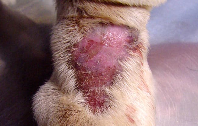 Image of lick granuloma on dog's leg Image of lick granuloma on dog's leg