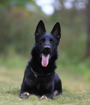 The German Shepherd. Gorgeous, Intelligent and Hard Working.