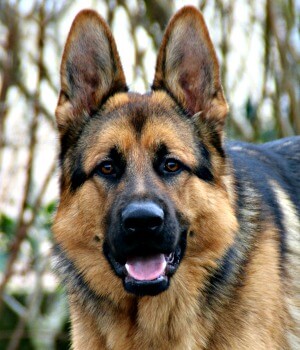 The German Shepherd Gorgeous Intelligent And Hard Working