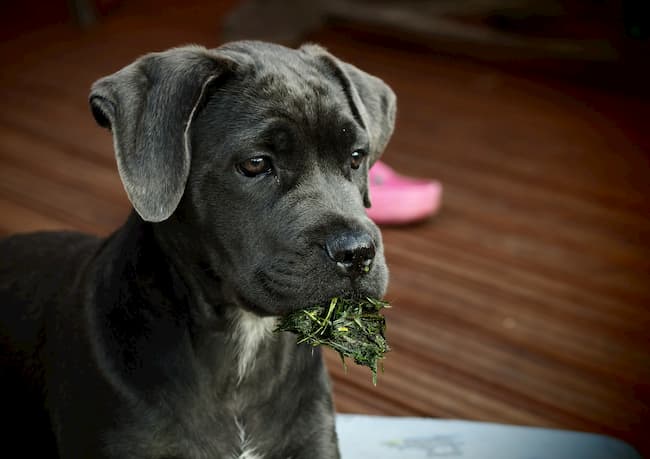Teenage Cane Corso puppy with a mouthful of grass