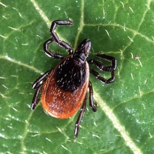 Deer Tick before attaching to host Adult Blacklegged Tick (aka 'Deer Tick) on a leaf