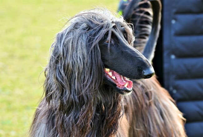 Afghan Hound with owner