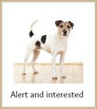 Alert and interested Terrier dog
