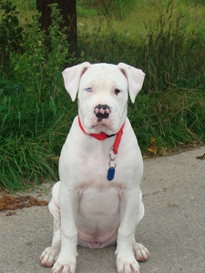 scott american bulldog temperament