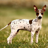 American Hairless Terrier puppy