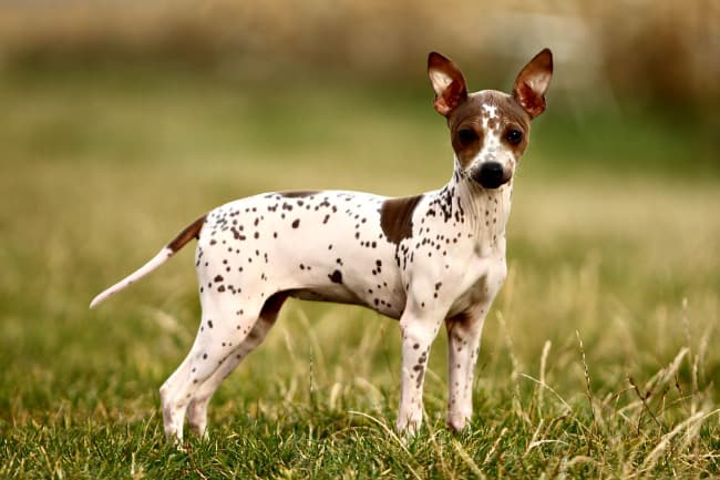 American Hairless Terrier puppy outdoors