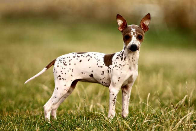 American Hairless Terrier standing on grass looking at camera