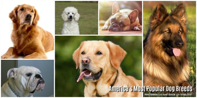 Photo collage of some of the most popular dog breeds in the USA