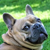 Anxious French Bulldog outdoors