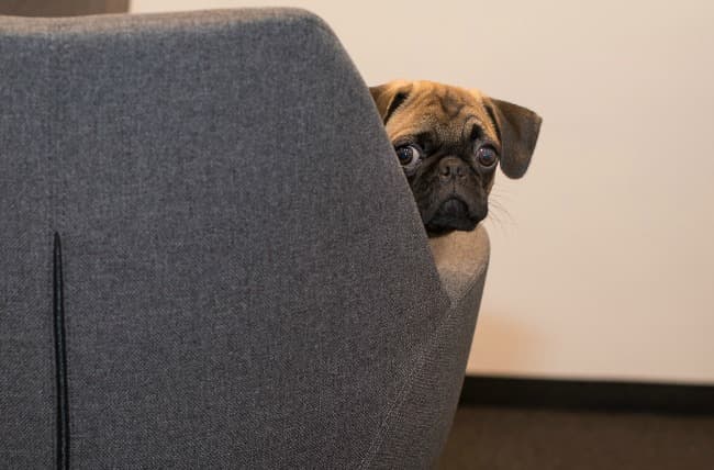 Anxious Pup pup peering around the wing of a sofa