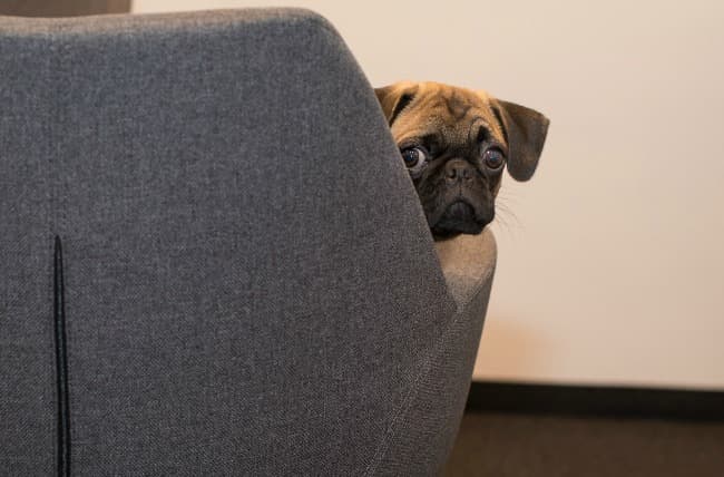 pug anxiety