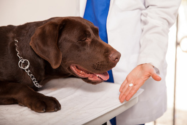 aspirin for dogs uses benefits risks and more how much aspirin can i give my dog chart
