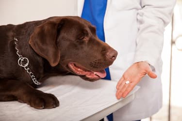 Chocolate Labrador being offered medication by veterinarian Chocolate Labrador being offered medication by veterinarian