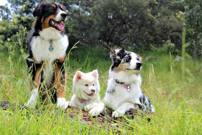 Herding dogs, Australian Shepherd, Spitz dog and Bernese Herding dogs, Australian Shepherd, Spitz dog and Bernese