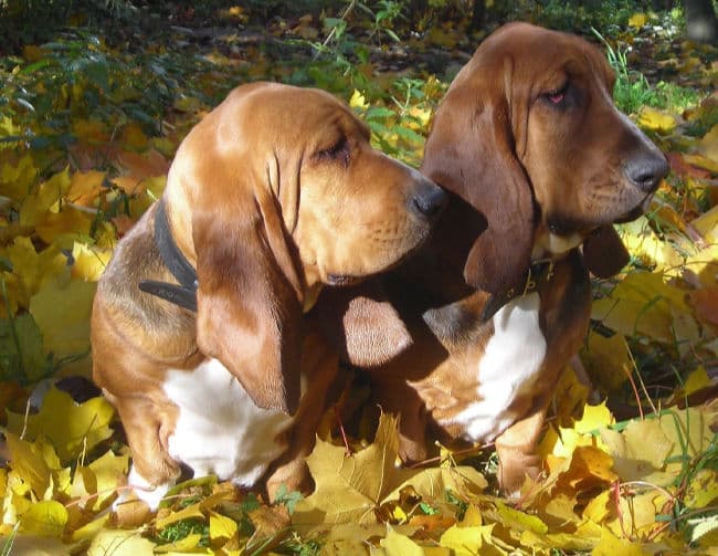 Two Basset Hounds sitting surrounded by fall leaves