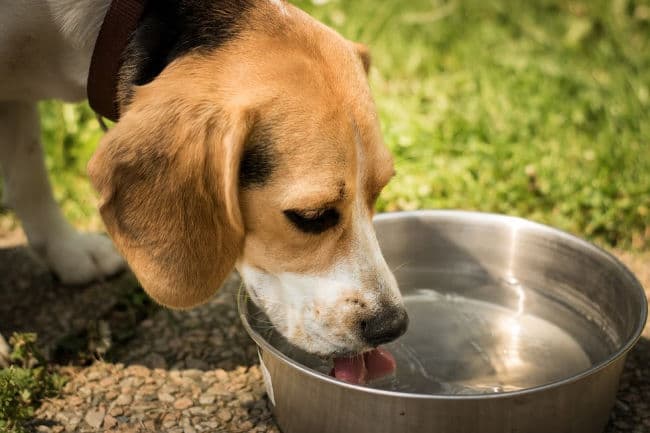 Beagle drinking fresh water from stainless steel bowl outdoors