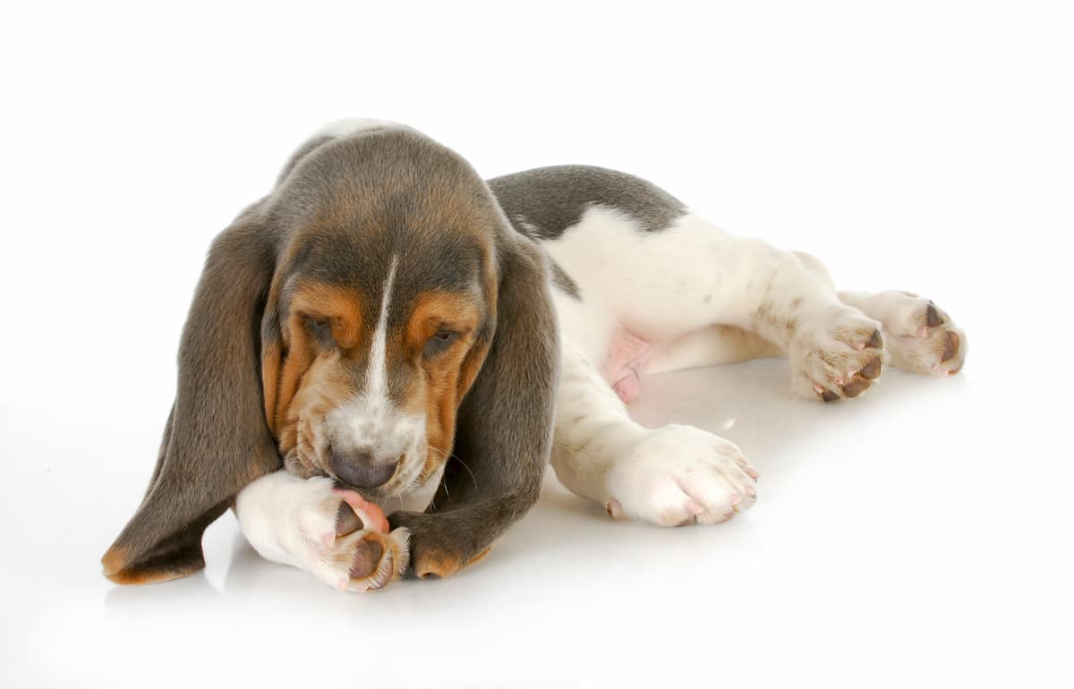 Cutting dog's nails | How often should I ? | TopDog Health