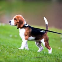 Beagle puppy on a leash