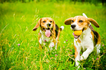 Beagle pups running Beagle pups running