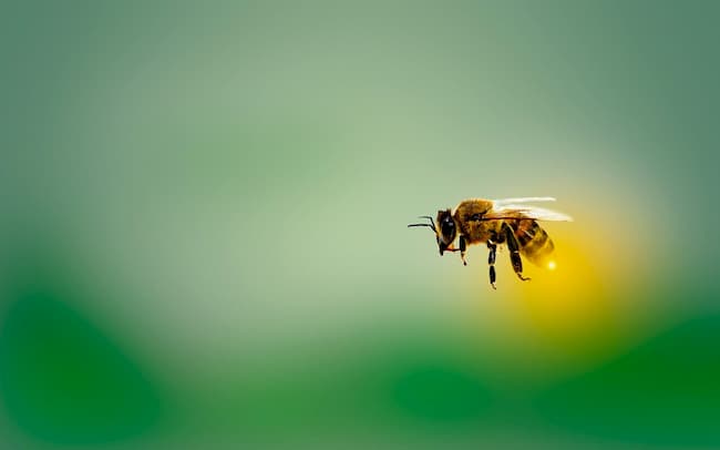 Bee in flight against green background with hazy sunshine