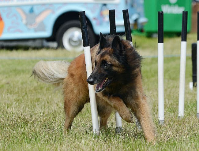 Belgian Teruven running through agility weave poles Belgian Teruven running through agility weave poles