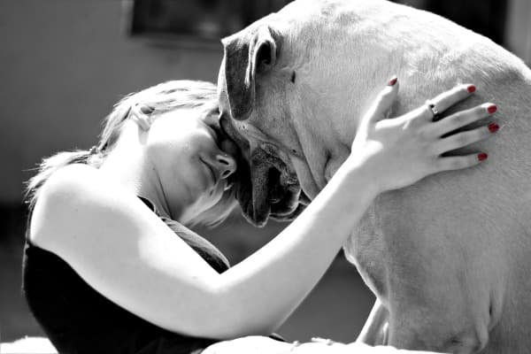 Mastiff with owner black and white image Mastiff with owner black and white image