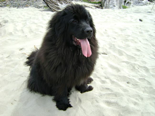 Black Newfoundland dog sitting on the sand by some cliffs