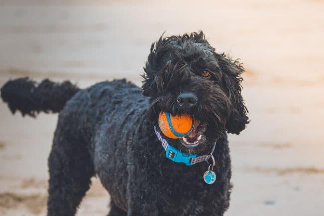 Windswept black Poodle playing with a ball on a sandy beach