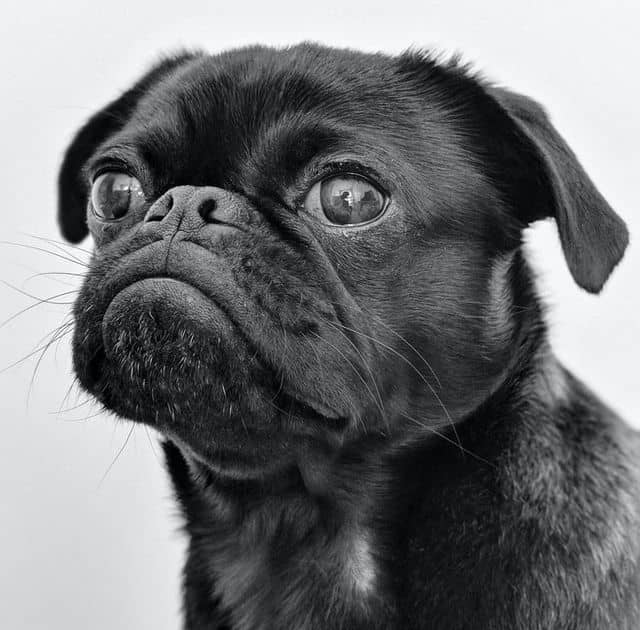 Headshot photo of senior black Pug, black and white image Headshot photo of senior black Pug, black and white image
