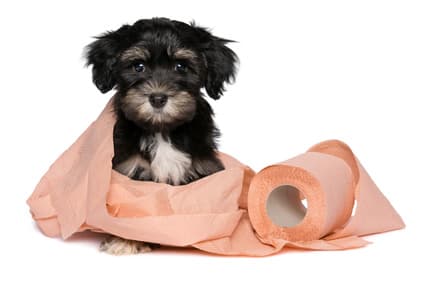 Little black and white puppy wrapped up in toilet paper