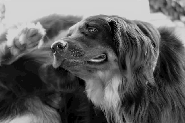 Black and white image of long haired dog scratching at himself Black and white image of long haired dog scratching at himself