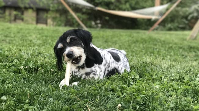 Black and white dog chewing natural bone outdoors Black and white dog chewing natural bone outdoors