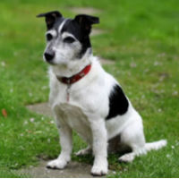Black and white JRT sitting on grass