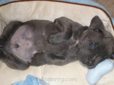 Popular Male Dog Names Theres Something For Every Pup