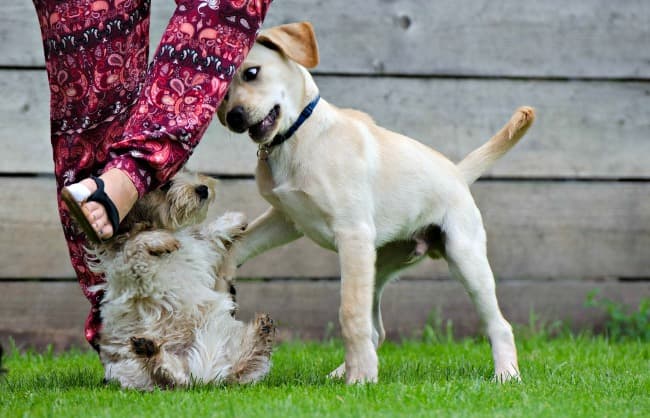 introducing a new puppy to your current dog