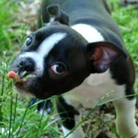 Boston Terrier puppy playing outdoors
