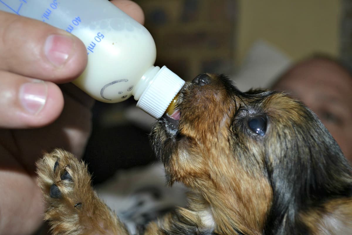 can we give puppies milk