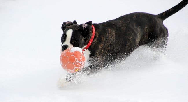 Adolescent Boxer puppy playing with ball in the snow Adolescent Boxer puppy playing with ball in the snow