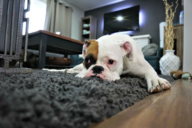 Boxer dog lying on shag rug in living room Boxer dog lying on shag rug in living room
