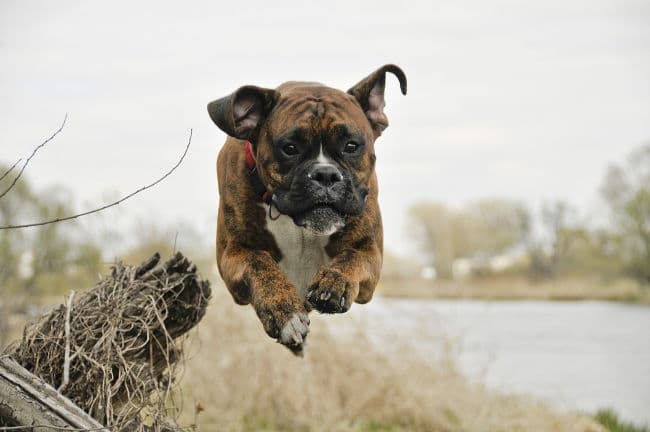 Boxer dog outdoors jumping over a tree branch Boxer dog outdoors jumping over a tree branch
