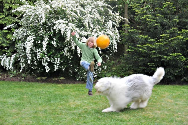 Boy playing soccer with Old English Sheepdog Boy playing soccer with Old English Sheepdog