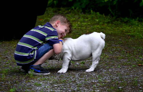 Boy with English bulldog puppy Boy with English bulldog puppy
