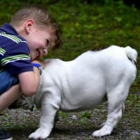 Little boy hugging an English Bulldog puppy
