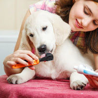 Girl brushing puppy's teeth at home