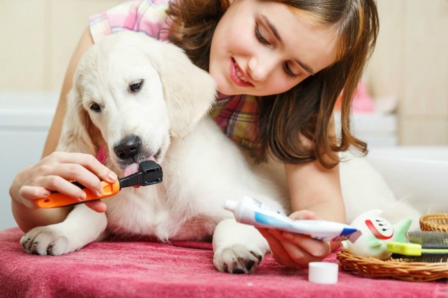 Girl brushing her puppy's teeth at home