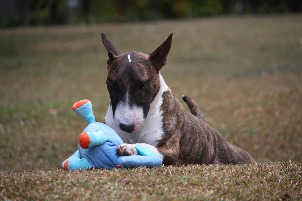 Bull Terrier playing with toy in the grass