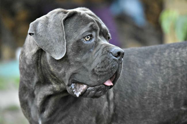 Cane Corso dog blue brindle coat